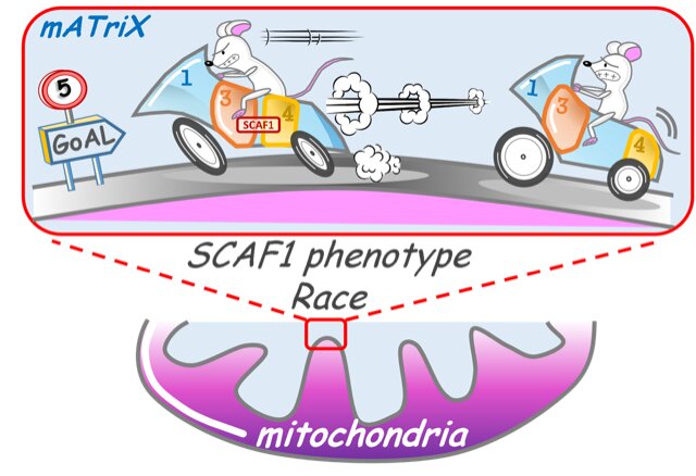 Scientists identify the mechanism that regulates mitochondrial energy production
