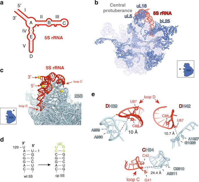 Ribosome engineering reveals the importance of 5S rRNA autonomy for ribosome assembly