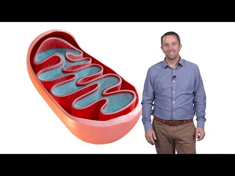 Jared Rutter (U. Utah, HHMI) 1: Mitochondria: The Mysterious Cellular Parasite