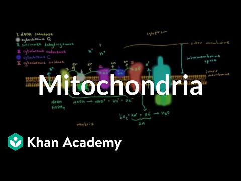 Mitochondria | Cells | MCAT | Khan Academy