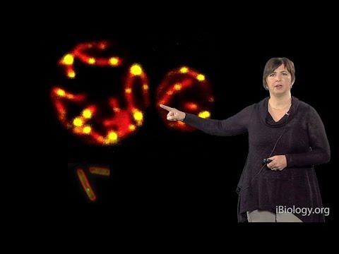 Mitochondria – Jodi Nunnari (UC Davis)