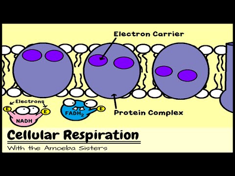 Mobile Respiration and the Mighty Mitochondria