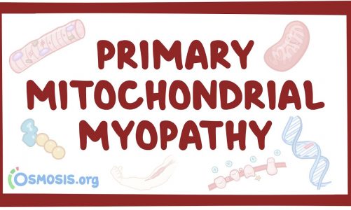 Primary mitochondrial myopathy – causes, symptoms, diagnosis, treatment, pathology