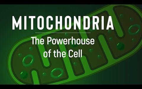 WHY IS MITOCHONDRIA IMPORTANT | What Do Mitochondria Do [2020]