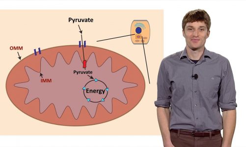 John Schell (U. Utah): Getting Fuel to the Cell’s Engine: The Importance of Metabolism in Disease