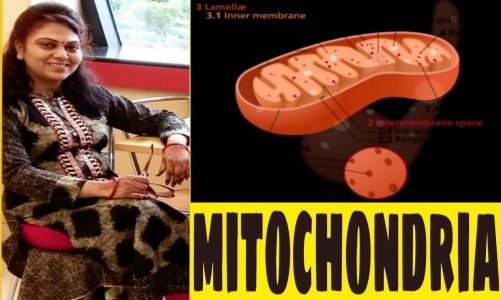 Mitochondria – the powerhouse of the cell | Structure of a cell | Biology