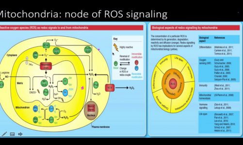 Reactive oxygen species (ros): signaling and oxidative stress