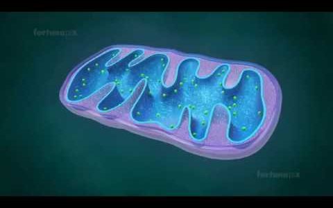 Mitochondria – the powerhouse of the cell