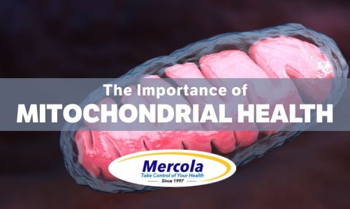 Dr. Mercola Interviews Lee Know on the Importance of Mitochondrial Health