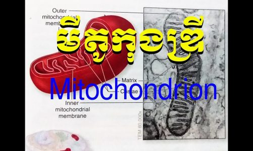 Mitochondria-Structure and Functions of Mitochondrion-មីតូកុងឌ្រី