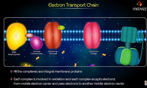 ELECTRON TRANSPORT CHAIN ANIMATION – Biochemistry High-yield Usmle step 1