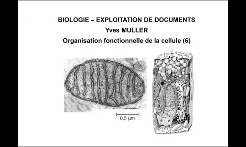 6. La mitochondrie – Thème : Organisation fonctionnelle de la cellule