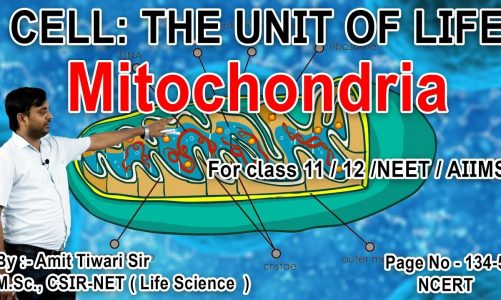 #Mitochondria I #CELL: THE UNIT OF LIFE For class 11 / 12 /NEET / AIIMS By :- Amit Tiwari Sir