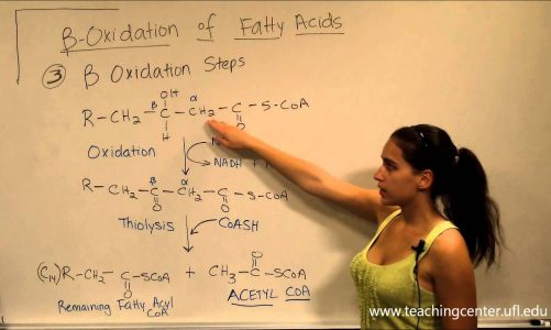 Beta Oxidation of Fatty Acids