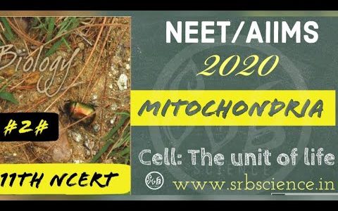 MITOCHONDRIA- XI: NCERT-8th chapter-Cell: The Unit of Life.