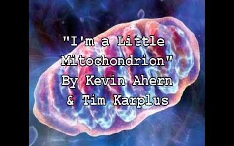 I'm a Little Mitochondrion