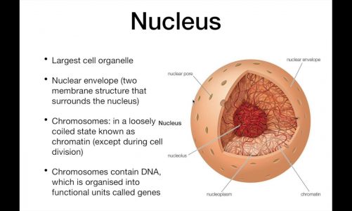 IMAT Biology – The cell Part 2