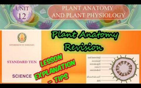 10 science – unit 12 Plant Anatomy – samacheer new syllabus Revision and tips
