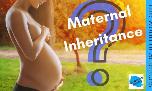 Maternal Inheritance: Are you Genetically more your Mother or Father?