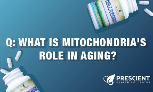 Q: What Is Mitochondria's Role In Aging?
