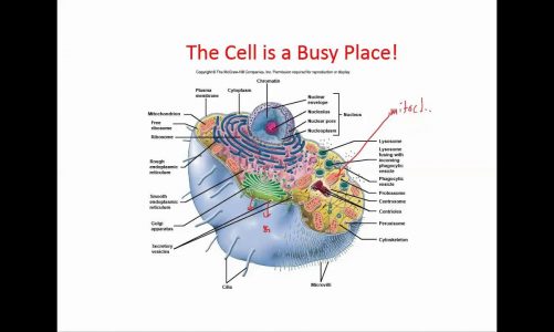 Chapter 3 – Cells