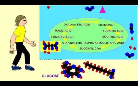 ENERGY SOURCES FOR MUSCLE: MITOCHONDRIAL RESPIRATION