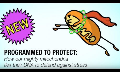 Mitochondria Flex DNA to Protect Against Stress