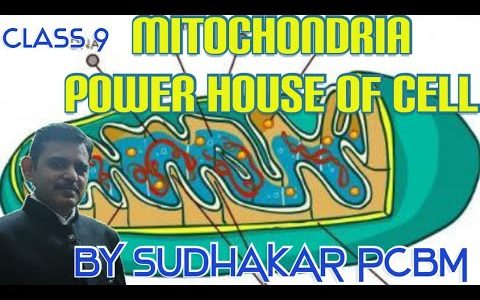CLASS 9 INTRODUCTION TO MITOCHONDRIA POWER HOUSE OF CELL