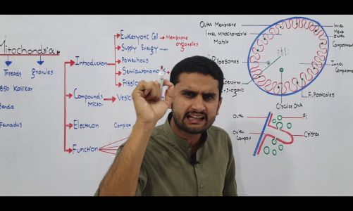 Ch.4 Lec 16 Mitochondria Fsc Part 1 Urdu/Hindi lecture MDCAT.NEET, NCERT Prep By M Bilal Chaudhary.