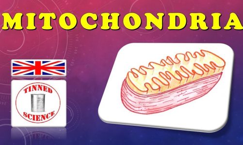 MITOCHONDRIA – Cell Biology