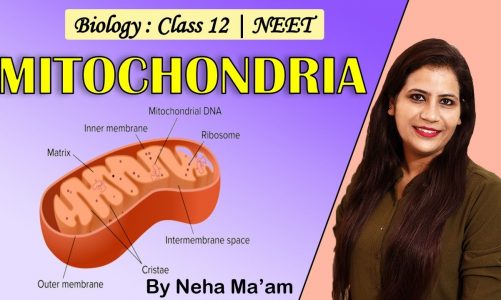 Mitochondria | Cell : The Fundamental Unit Of Life | Biology Class 12th | NEET | With Neha Ma'am