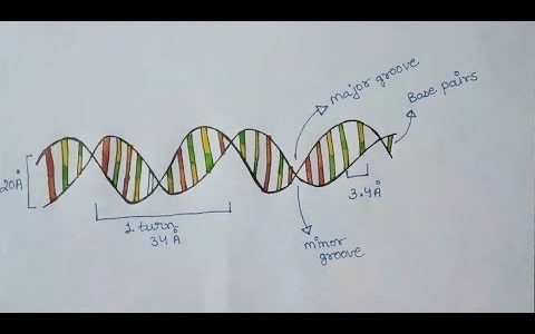 DNA | Diagram of DNA Well Labelled | What Is DNA | Class 12 | DNA Figure