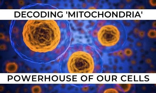 Episode 467 – Look After Your Mitochondria & Boost Your Health