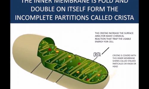 what is mitochondria?