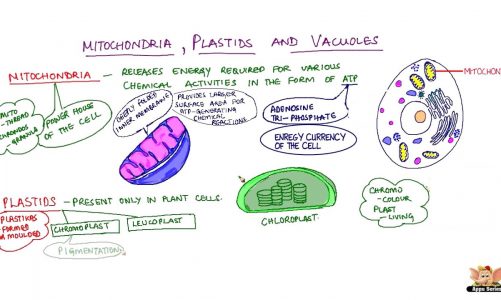 Mitochondria, Plastids and Vacuoles