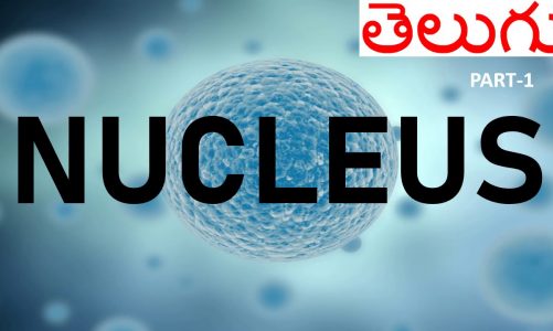 NUCLEUS || TELUGU || PART:-1 || CELL BIOLOGY || NNT BIOLOGY