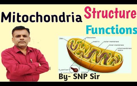 Mitochondria; Powerhouse of Cell.By-SNP Sir