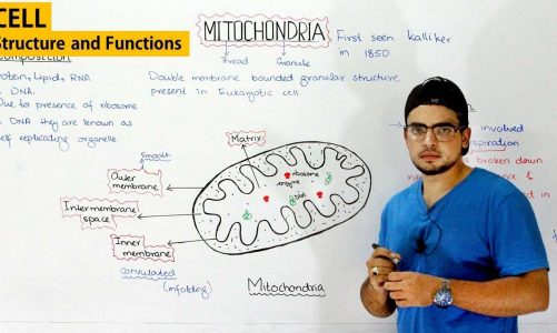 Mitochondria Structure and Function | Biology Class 9th and 11 lecture | (The power house of cell)