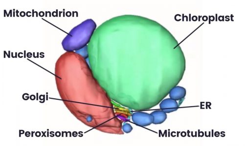 Structure and function of the mitochondrion