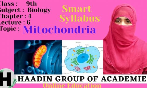9th class bio chapter no 4 lecture no 6 Mitochondria its details #SmartSyllabus #HAADIN