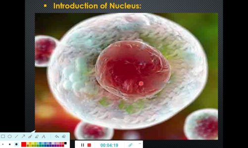 The Animal Cell Nucleus. Nucleus Structure, Functions, Related diseases. HGPS syndrome.
