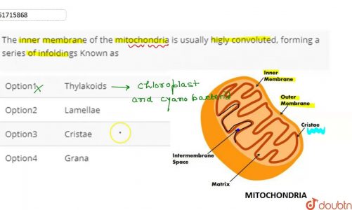 The inner membrane of the mitochondria is usually higly convoluted