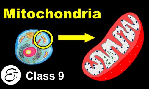 Mitochondria || The Fundamental Unit of Life – 12 || for Class 9 in Hindi
