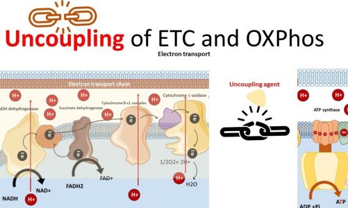 Uncoupling of electron transport chain from Ox-phos