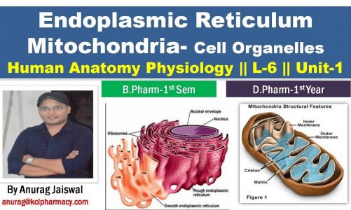 Endoplasmic Reticulum + Mitochondria – Structure and Function || HAP L-6