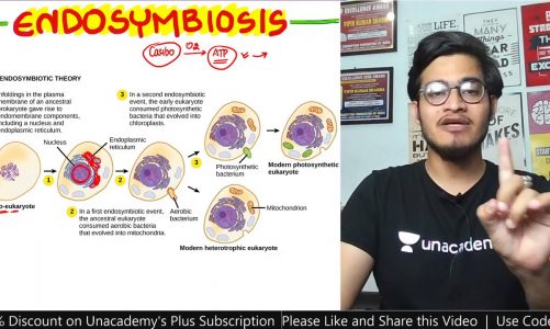 Endosymbiotic Theory | How Chloroplast and Mitochondria were formed from Bacteria? Morning Bytes