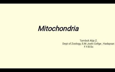Mitochondria || structure of mitochondria || function of mitochondria