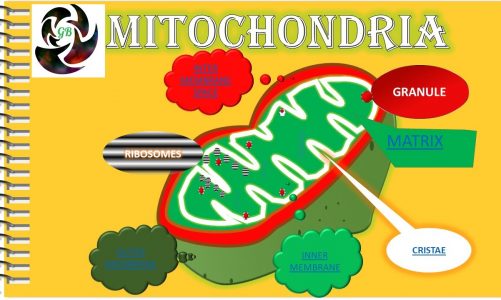 MITOCHONDRIA AND FUNCTIONS OF MITOCHONDRIA.