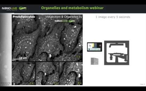Webinar | Mitochondria and lipid droplets in the spotlight: Label free imaging of cell metabolism