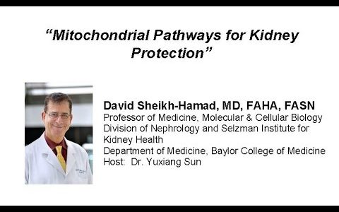 Mitochondrial Pathways for Kidney Protection
